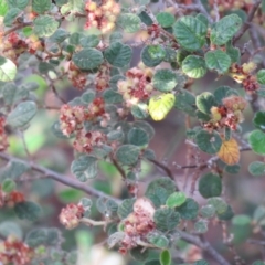 Pomaderris sp. at Greenleigh, NSW - 14 Nov 2015 by CCPK