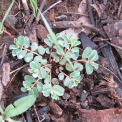 Euphorbia sp. at Greenleigh, NSW - 15 Nov 2015 by CCPK