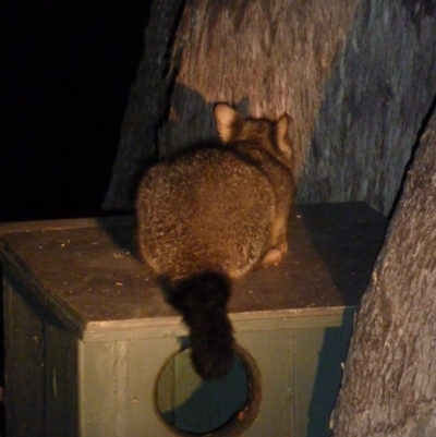 Trichosurus vulpecula (Common Brushtail Possum) at QPRC LGA - 9 Nov 2010 by CCPK