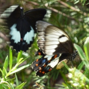 Papilio aegeus at Greenleigh, NSW - 20 Jan 2013