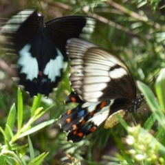Papilio aegeus (Orchard Swallowtail, Large Citrus Butterfly) at QPRC LGA - 20 Jan 2013 by CCPK