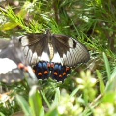 Papilio aegeus at Greenleigh, NSW - 20 Jan 2013 12:55 PM