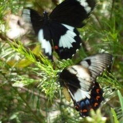 Papilio aegeus at Greenleigh, NSW - 20 Jan 2013 12:55 PM