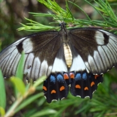 Papilio aegeus at Greenleigh, NSW - 20 Jan 2013