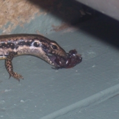 Eulamprus heatwolei (Yellow-bellied Water Skink) at QPRC LGA - 31 Dec 2003 by CCPK