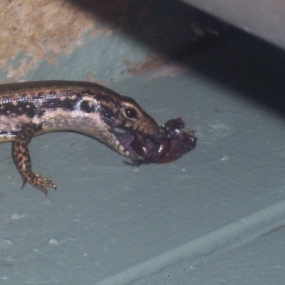 Eulamprus heatwolei (Yellow-bellied Water Skink) at Greenleigh, NSW - 1 Jan 2004 by CCPK