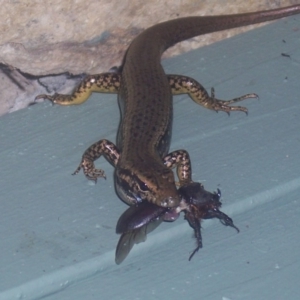 Eulamprus heatwolei at Greenleigh, NSW - 1 Jan 2004