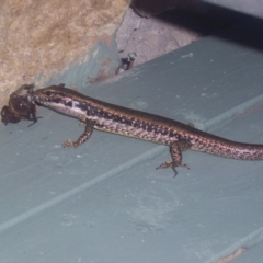 Eulamprus heatwolei at Greenleigh, NSW - 1 Jan 2004