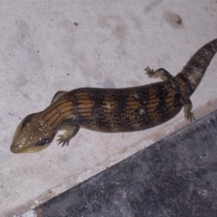 Tiliqua scincoides scincoides (Eastern Blue-tongue) at QPRC LGA - 21 Nov 2007 by CCPK