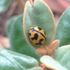 Coccinella transversalis (Transverse Ladybird) at QPRC LGA - 1 Jan 2017 by Safarigirl