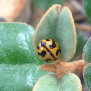 Coccinella transversalis at Burra, NSW - 1 Jan 2017 09:37 PM