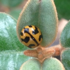 Coccinella transversalis at Burra, NSW - 1 Jan 2017 09:37 PM