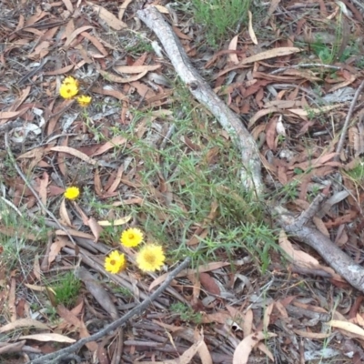 Xerochrysum viscosum (Sticky Everlasting) at Burra, NSW - 1 Jan 2017 by Safarigirl