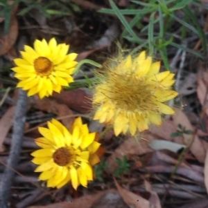 Xerochrysum viscosum at Burra, NSW - 1 Jan 2017