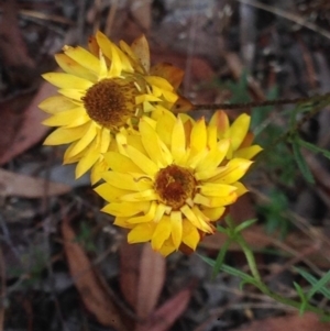 Xerochrysum viscosum at Burra, NSW - 1 Jan 2017