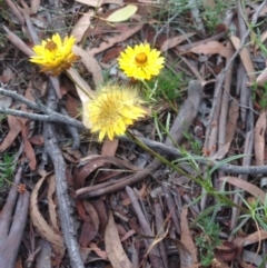 Xerochrysum viscosum at Burra, NSW - 1 Jan 2017