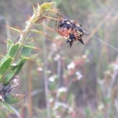 Austracantha minax (Christmas Spider, Jewel Spider) at Burra, NSW - 1 Jan 2017 by Safarigirl