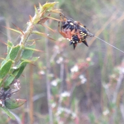 Austracantha minax (Christmas Spider, Jewel Spider) at Burra, NSW - 1 Jan 2017 by Safarigirl