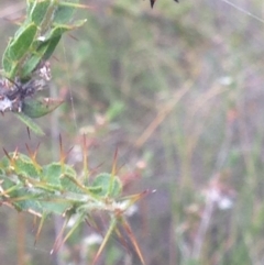 Austracantha minax at Burra, NSW - 1 Jan 2017