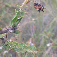 Austracantha minax at Burra, NSW - 1 Jan 2017