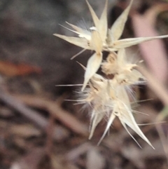 Rytidosperma sp. at Burra, NSW - 1 Jan 2017