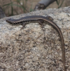 Eulamprus heatwolei (Yellow-bellied Water Skink) at Paddys River, ACT - 30 Nov 2016 by michaelb