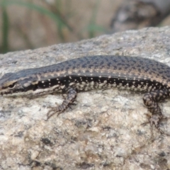 Eulamprus heatwolei at Paddys River, ACT - 30 Nov 2016