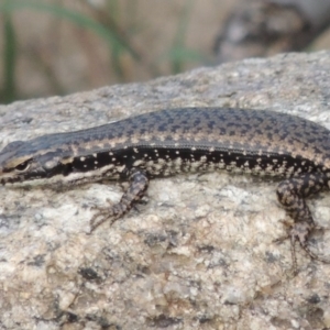 Eulamprus heatwolei at Paddys River, ACT - 30 Nov 2016