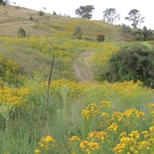 Hypericum perforatum at Paddys River, ACT - 30 Nov 2016