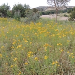 Hypericum perforatum at Point Hut to Tharwa - 30 Nov 2016