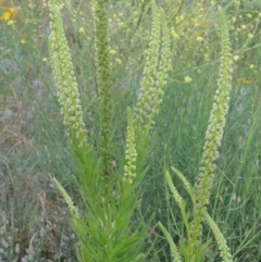 Reseda luteola (Weld) at Paddys River, ACT - 30 Nov 2016 by MichaelBedingfield