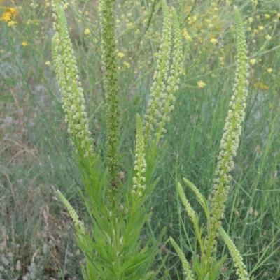 Reseda luteola (Weld) at Point Hut to Tharwa - 30 Nov 2016 by michaelb