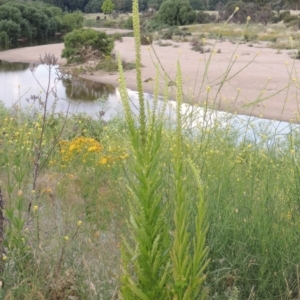 Reseda luteola at Paddys River, ACT - 30 Nov 2016