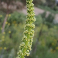 Reseda luteola at Paddys River, ACT - 30 Nov 2016 07:34 PM