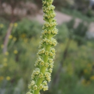 Reseda luteola at Paddys River, ACT - 30 Nov 2016