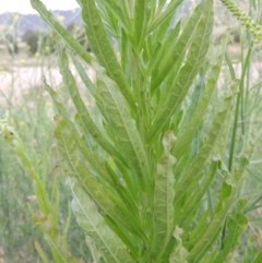 Reseda luteola at Paddys River, ACT - 30 Nov 2016 07:34 PM