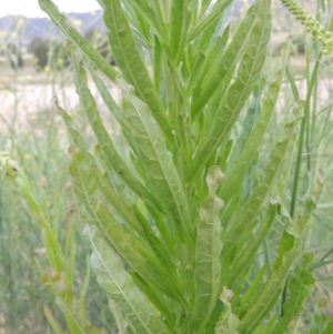 Reseda luteola at Paddys River, ACT - 30 Nov 2016