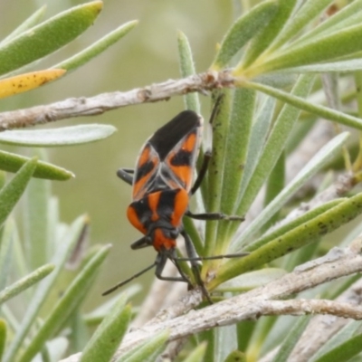 Spilostethus pacificus (Milkweed bug) at Bruce Ridge - 29 Dec 2016 by ibaird