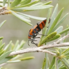 Spilostethus pacificus at O'Connor, ACT - 29 Dec 2016