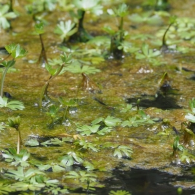 Oedogonium sp. (A filamentous green alga) at Namadgi National Park - 18 Dec 2016 by KenT