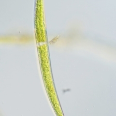 Closterium ehrenbergii (A green alga, Desmidiaceae) at Tennent, ACT - 19 Dec 2016 by KenT