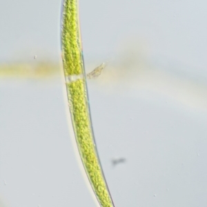 Closterium ehrenbergii at Tennent, ACT - 19 Dec 2016