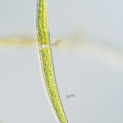 Closterium ehrenbergii (A green alga, Desmidiaceae) at Tennent, ACT - 18 Dec 2016 by KenT