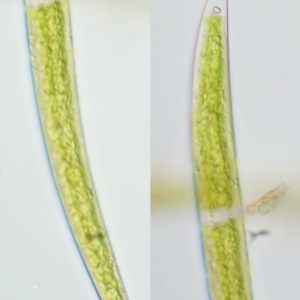 Closterium ehrenbergii at Tennent, ACT - 19 Dec 2016 07:41 AM