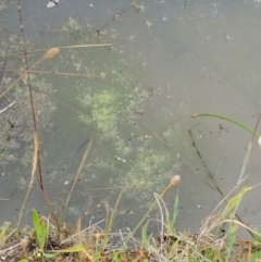 Spirogyra sp. (Green Algae) at Tennent, ACT - 19 Dec 2016 by KenT