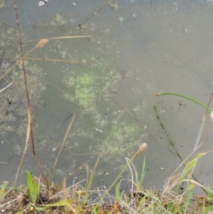 Spirogyra sp. at Tennent, ACT - 19 Dec 2016