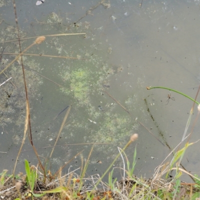Spirogyra sp. (Green Algae) at Tennent, ACT - 19 Dec 2016 by KenT