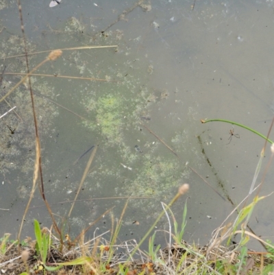 Spirogyra sp. (Green Algae) at Tennent, ACT - 18 Dec 2016 by KenT