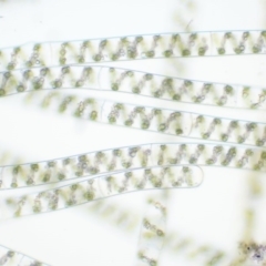 Spirogyra sp. at Tennent, ACT - 19 Dec 2016