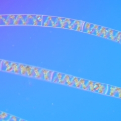 Spirogyra sp. at Tennent, ACT - 19 Dec 2016